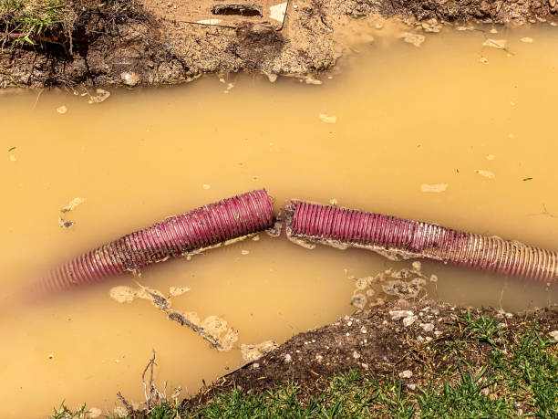 Best Mold removal after water damage  in Piney, AR